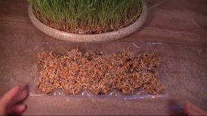 Как прорастить пшеницу, как вырастить пшеницу на зелень