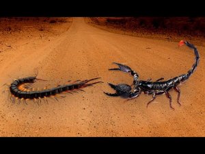 VERSUS SCORPION!!! СКОРПИОН В ДЕЛЕ!!! скорпион против вдовы!