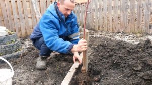 Посадка карликовой яблони на подвое М-9 с последующей обрезкой