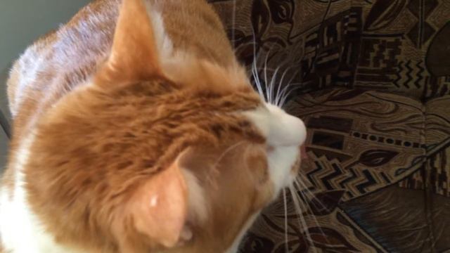 говорящий кот))) смотреть онлайн