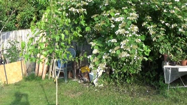 Мой Маленький Сад. Шелковица принялась хорошо, но Ягод пока нет. Калина цветёт и пахнет. смотреть онлайн
