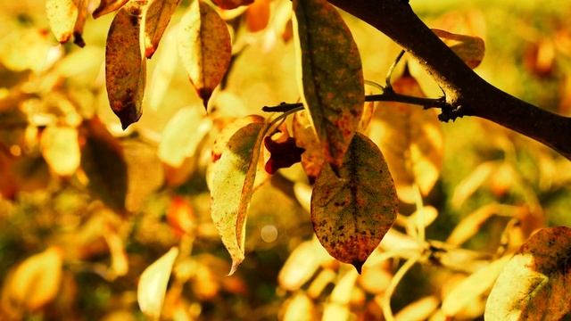 Лучшая музыка для разгрузки и успокоения. Видео природы Full HD смотреть онлайн