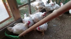 Жара, бройлер запоносил. Как избавиться от запаха в курятнике,  на земле, где сидит бройлер.