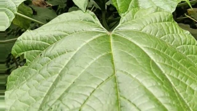 Fire burn wrinkles.Clerodendrum Paniculatum കൃഷ്ണ കിരീടം Pagoda flower смотреть онлайн