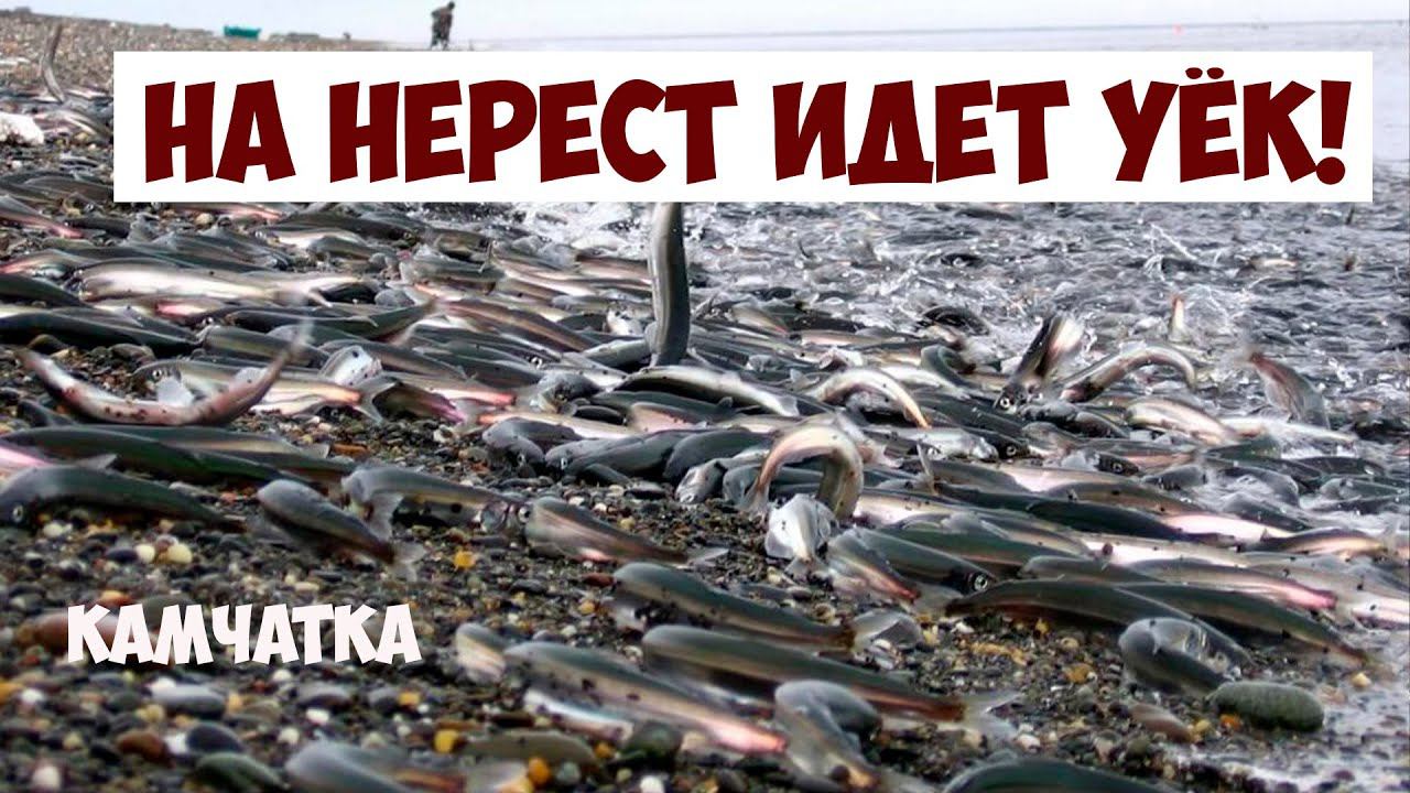 Камчатка На нерест идет уёк! смотреть онлайн