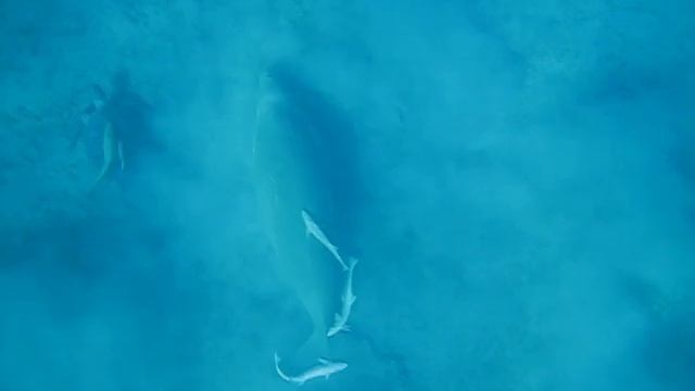 Дюгонь смотреть онлайн