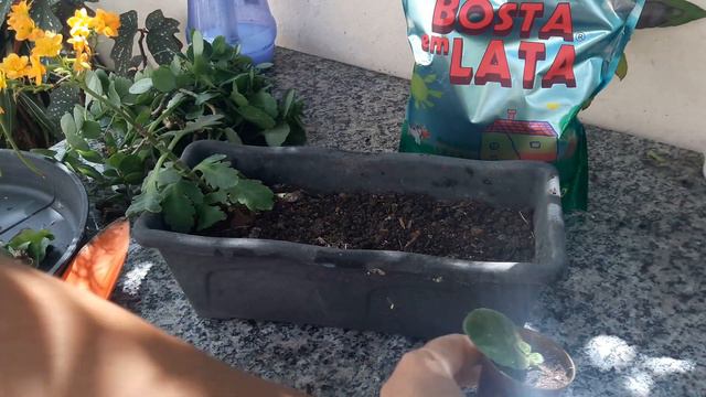 PLANTA MINI KALANCHOE - TRATANDO FUNGO PODA E REPLANTE смотреть онлайн