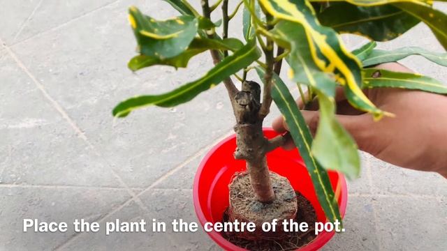 How To Grow And Care For Croton Plants || Banana Croton (Codiaeum Variegatum)