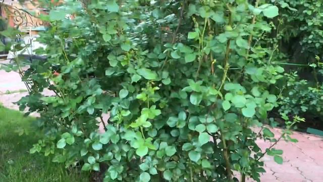 САД РОЗ....Сад роз, вечерний обзор по сортам. смотреть онлайн