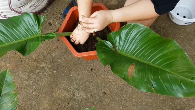 How to Propagate Philodendron Prince Albert смотреть онлайн