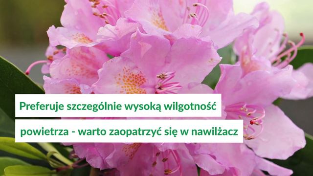 Jak pielęgnować azalię doniczkową (rododendron)? смотреть онлайн