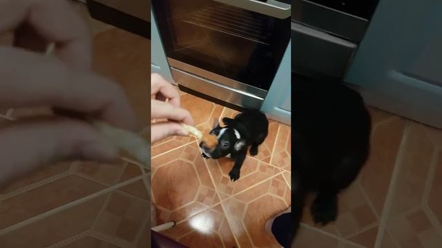 Щенок французского бульдога, учим команды)) смотреть онлайн