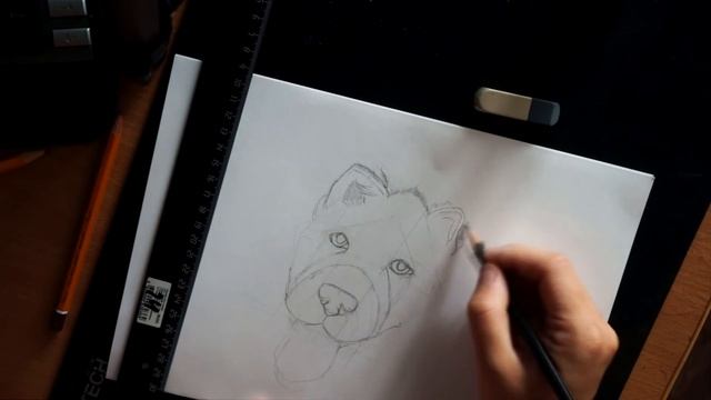 Как нарисовать собаку. Чау Чау. How to draw a dog // Рисунки карандашом #7 смотреть онлайн