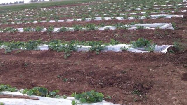 Дыня под мульчи смотреть онлайн