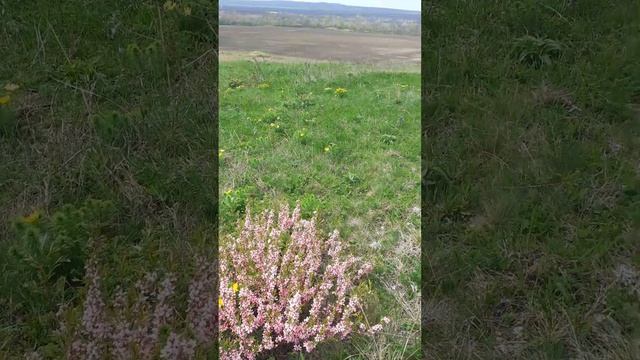 на горе дикий миндаль смотреть онлайн