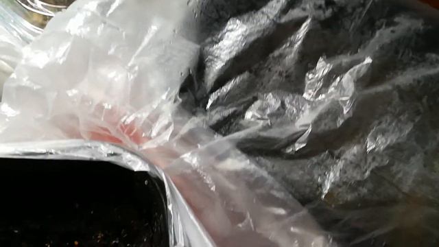 Семена Алисума проросли через сутки. смотреть онлайн