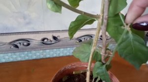 Комнатный Жасмин Самбак. Стрижка растения на зиму.