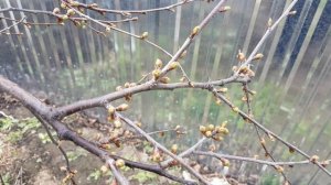 ПЕРВАЯ ОБРАБОТКА ЧЕРЕШНИ И ВИШНИ / SWEET CHERRY PROCESSING