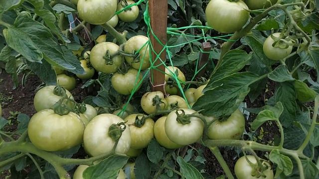 Ведро помидоров с куста! Помидоры в открытом грунте! Урожай 2019 смотреть онлайн