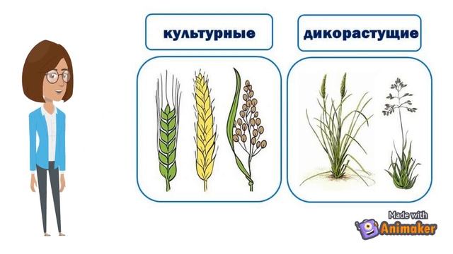 Биология. 7 класс. Злаковые растения. смотреть онлайн