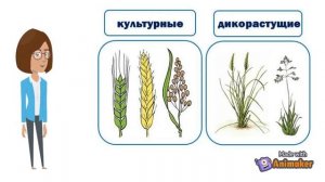 Биология. 7 класс. Злаковые растения.