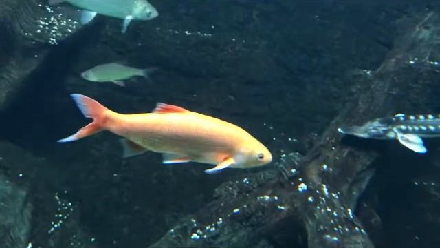 Гола́вль Squalius cephalus смотреть онлайн