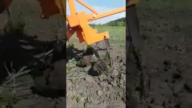 Уборка однозубки чеснока сорт "Любаша" смотреть онлайн