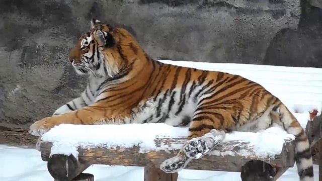 Тигры Матисс и Лаффи. Зимняя сказка. Matiss and Luffy the Siberian tigers смотреть онлайн