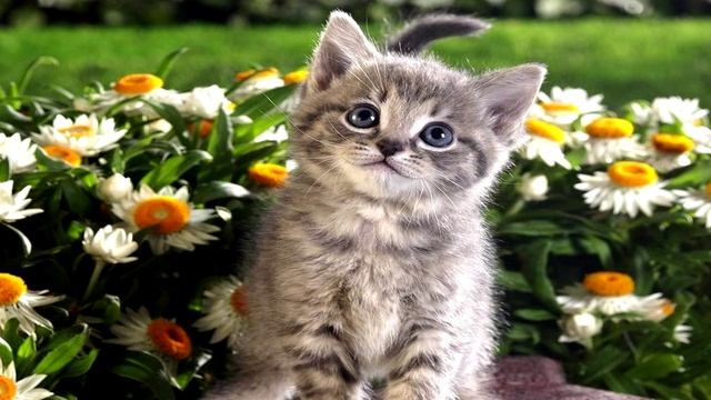Top 10 Cutest #Kittens On Youtube!  HD