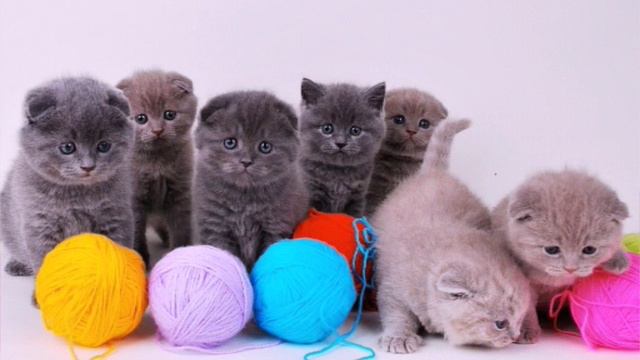 Кто любит котят лайк и подписка смотреть онлайн