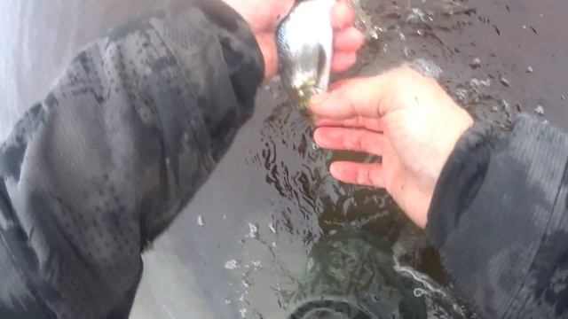 Поднял сеть Сигов!ДОЖДАЛСЯ! С высоты звёздной лаборатории их видно! 12 смотреть онлайн