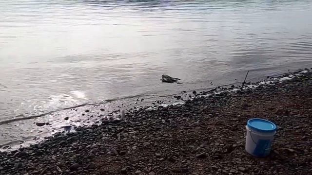 Сиг на резинку река Амур смотреть онлайн