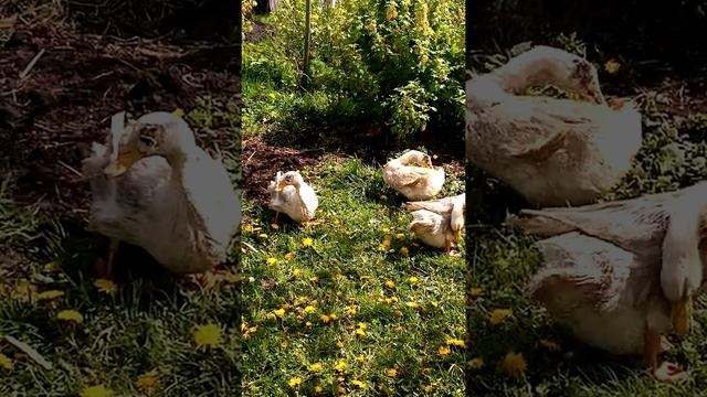 #селезень бегает за уткой и почему утка не хочет сидеть на яйцах смотреть онлайн