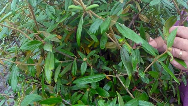 #TreeTipTuesday - Viburnum 'Pragense' смотреть онлайн