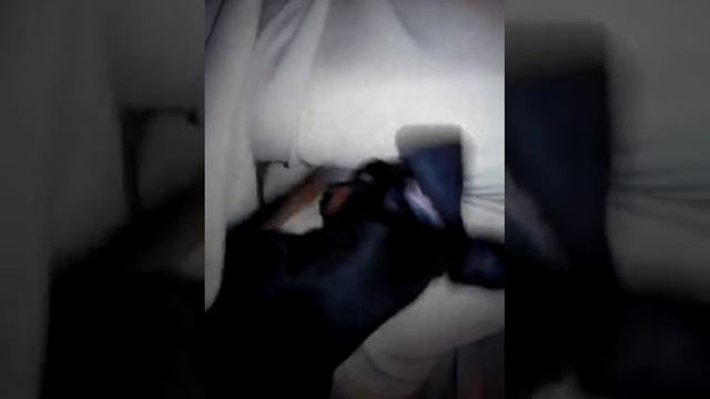 Той терьер копает покрывало смотреть онлайн