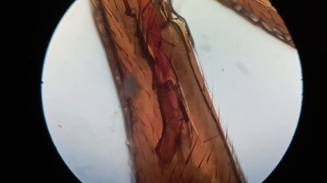 Лапка Мухи Под Микроскопом #microworld #youtubevideo #underthemicroscope