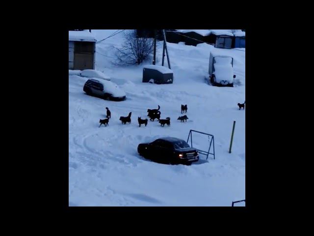 В п.Шудаяг под Ухтой стая бездомных собак смотреть онлайн