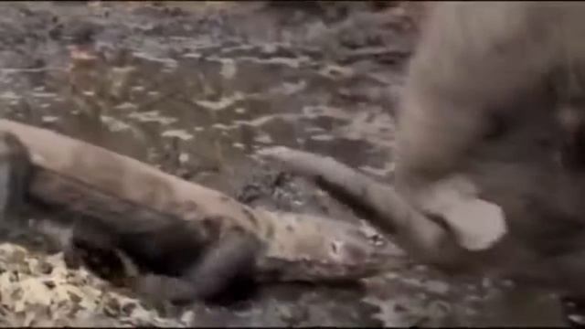 Охота комодского варана смотреть онлайн