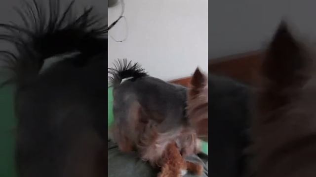 Страшнее Стёпы зверя нет! ? ? смотреть онлайн