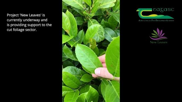 Project 'New Leaves' disease survey of Prunus laurocerasus смотреть онлайн