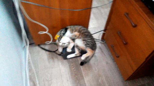 Холодно.Кошка спит на ИБП. смотреть онлайн