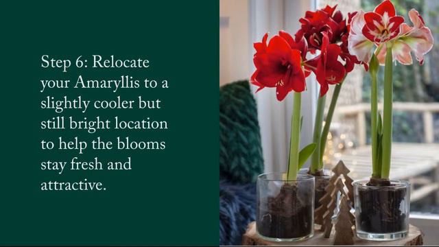 How to grow Amaryllis bulbs indoors смотреть онлайн