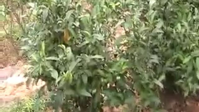 гуляем на чайных плантациях.Китай 2001. смотреть онлайн