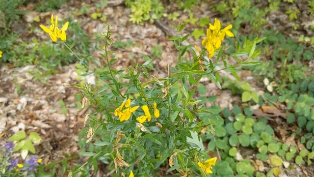 Дрік красильний (Genista tinctoria)-лікарська рослина, фарбує в яскраво-жовтий та зелений кольори. смотреть онлайн
