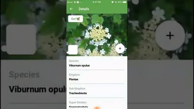 PlantSnap identifies a Guelder-rose (Viburnum opulus) смотреть онлайн