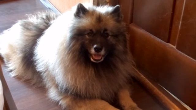 Кеесхонд (вольфшпиц) смотреть онлайн