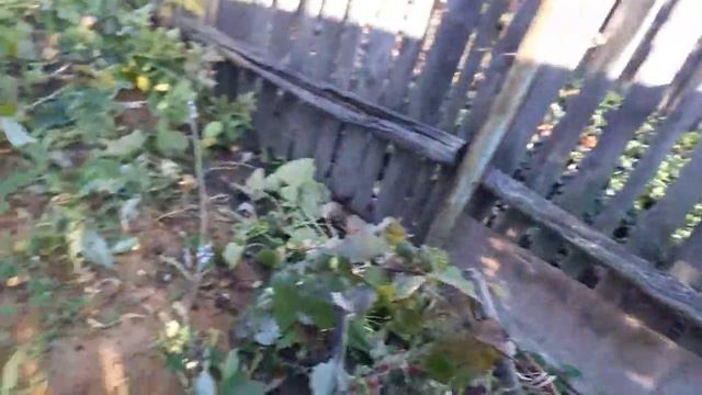 Осенняя обрезка малины, мой опыт с хорошим результатом. смотреть онлайн