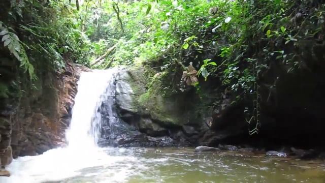 Small Waterfall Podocarpus смотреть онлайн