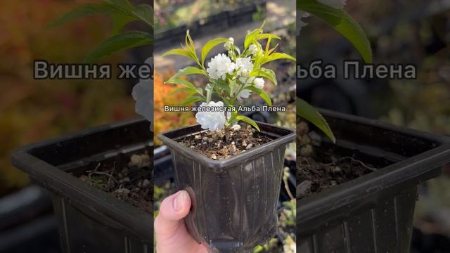 ВИШНЯ ЖЕЛЕЗИСТАЯ АЛЬБА ПЛЕНА смотреть онлайн