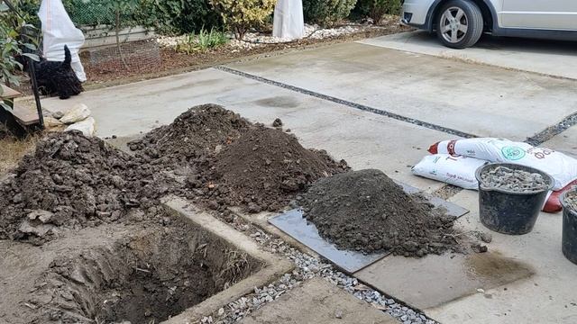 Сосна Pinus Pinea смотреть онлайн